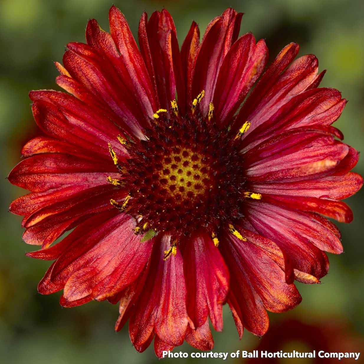 Gaillardia aristata Barbican Red 1G
