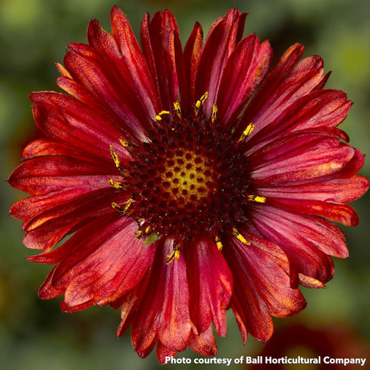 Gaillardia aristata Barbican Red 1G