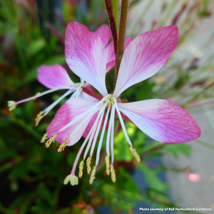 Gaura lindheimeri Little Janie 1Q