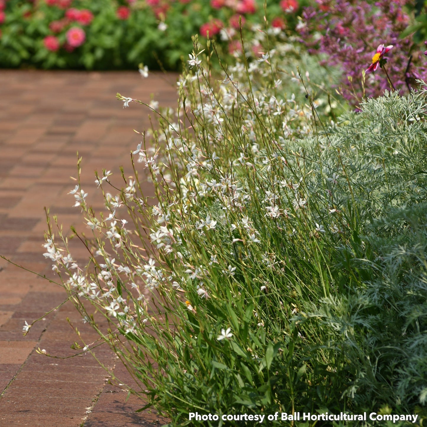 Gaura Belleza White 1Q