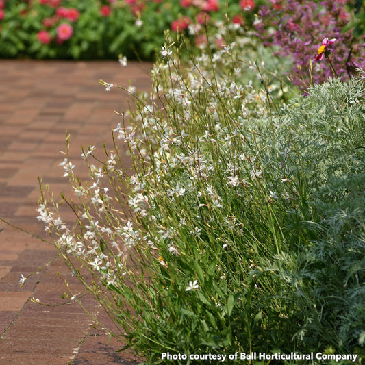 Gaura Belleza White 1Q