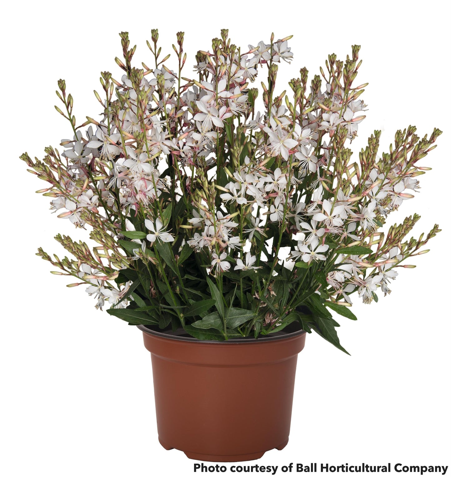 Gaura Graceful White 1Q