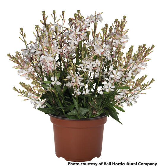 Gaura Graceful White 1Q