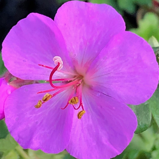 Geranium x cantabrigiense Karmina 1G