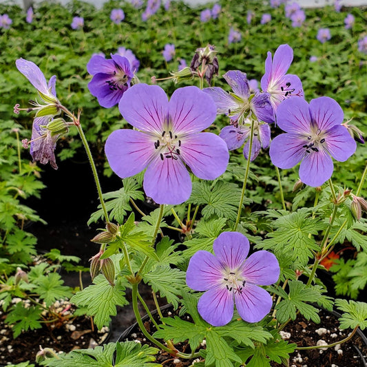 Geranium x Johnson's Blue 1G
