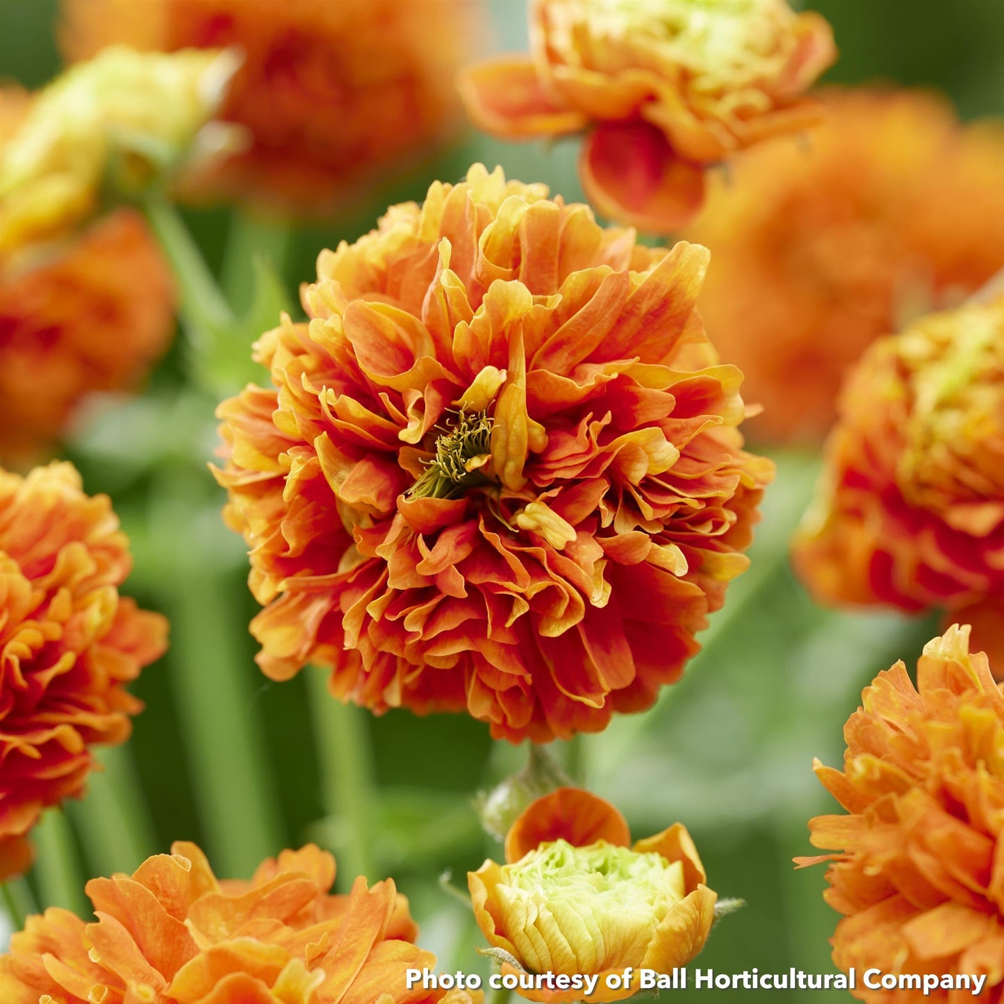 Geum x Orange Pumpkin 1G