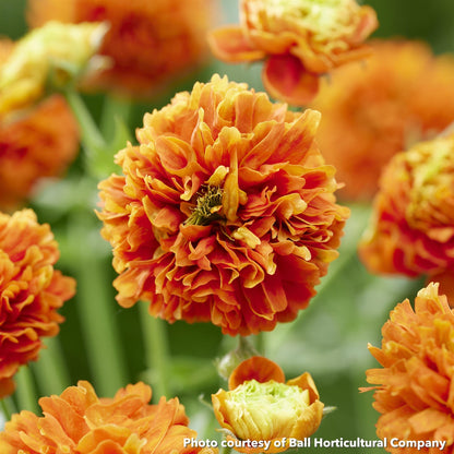 Geum x Orange Pumpkin 1G