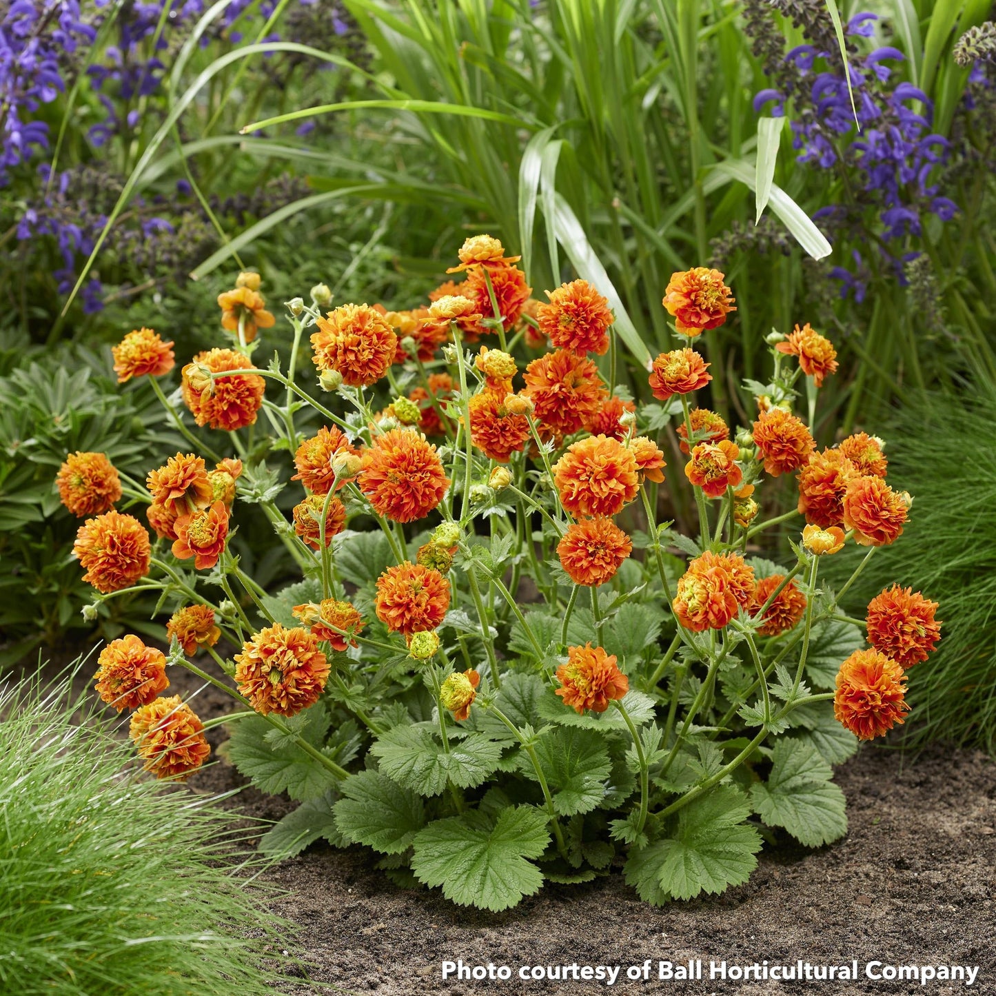 Geum x Orange Pumpkin 1G