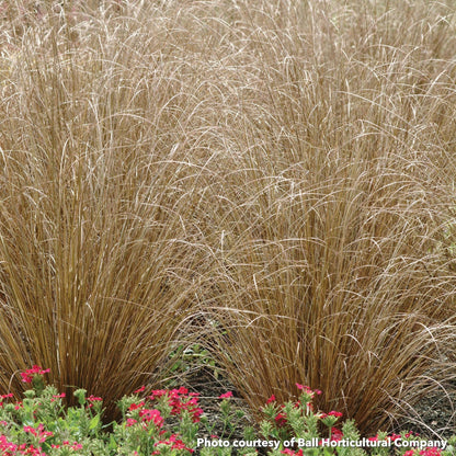 Carex buchananii Red Rooster 3.25"