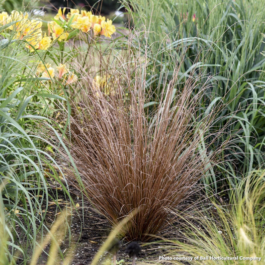 Carex buchananii Firefox 1G