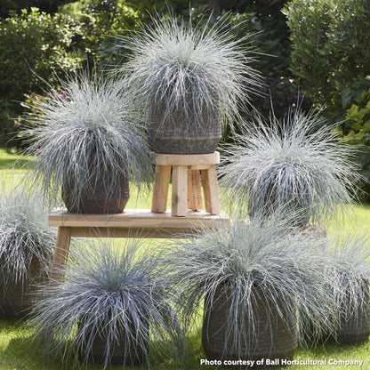 Festuca glauca Beyond Blue 3.25"