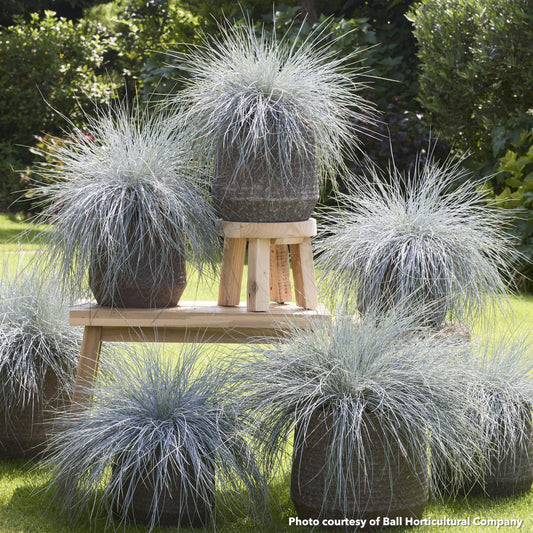 Festuca glauca Beyond Blue 3.25"