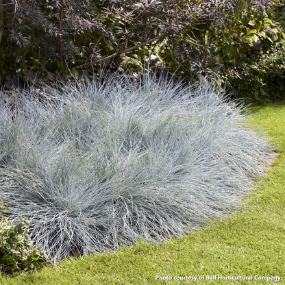 Festuca glauca Beyond Blue 3.25"