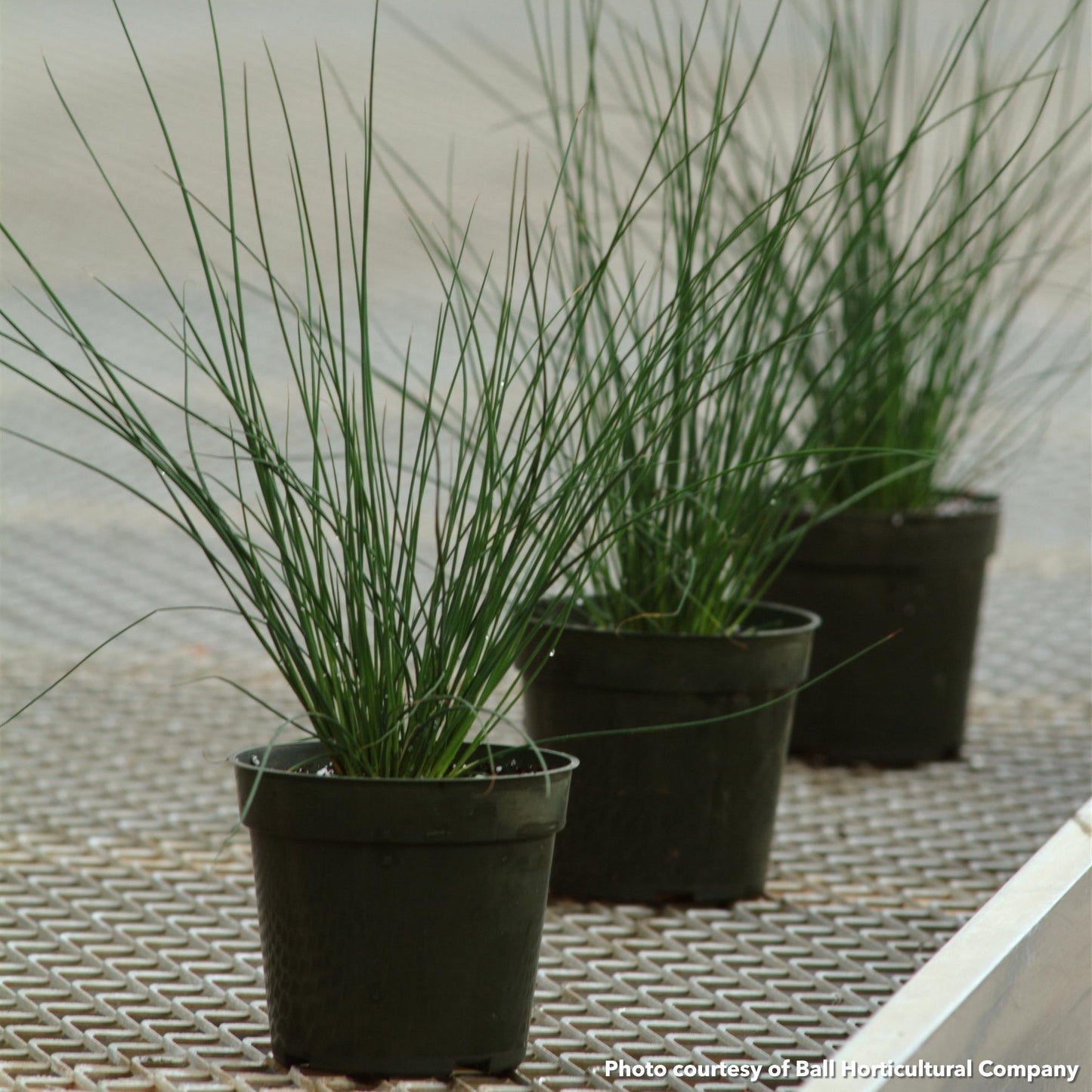 Juncus tenuis Blue Dart 3.25"