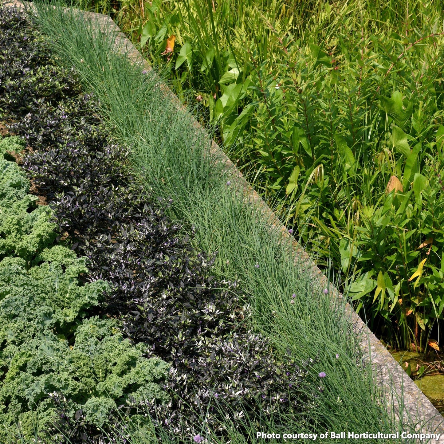 Juncus tenuis Blue Dart 3.25"
