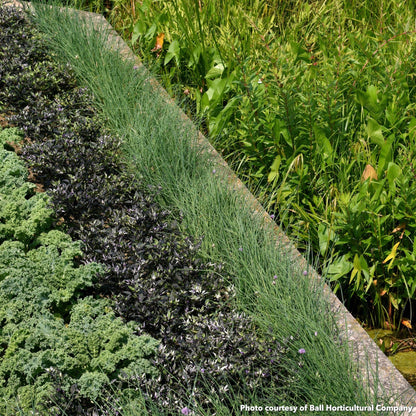 Juncus tenuis Blue Dart 3.25"