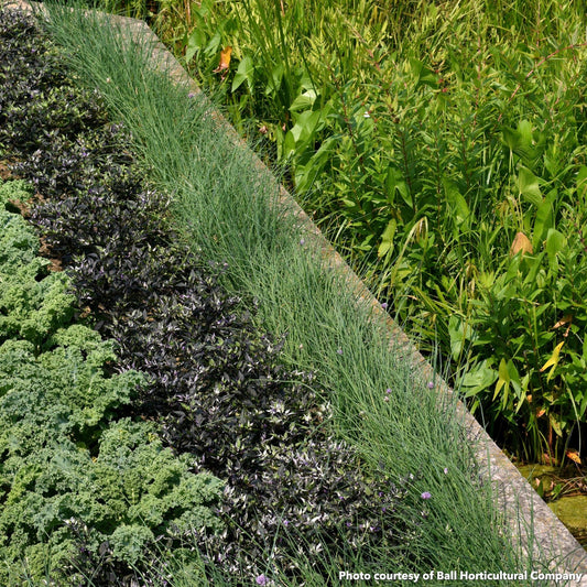 Juncus tenuis Blue Dart 3.25"