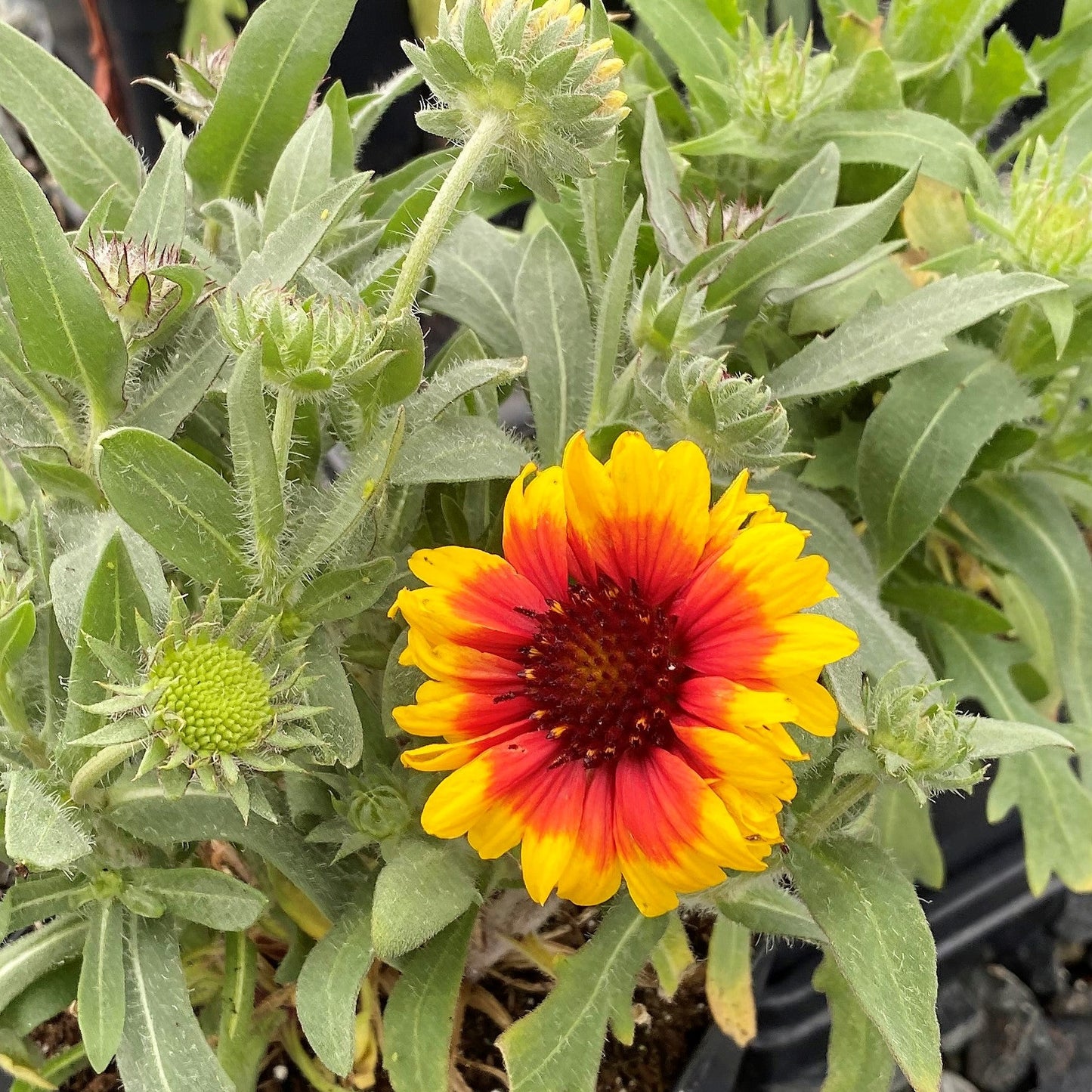 Gaillardia x grandiflora Arizona Sun 1Q