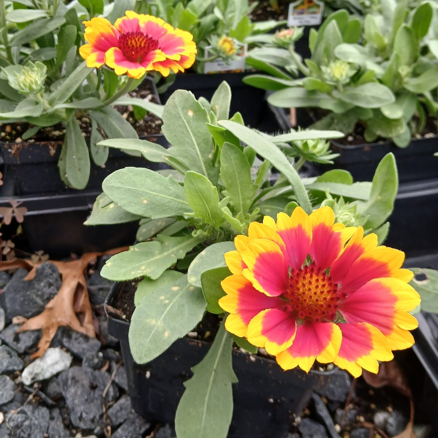 Gaillardia x grandiflora Arizona Sun 1Q