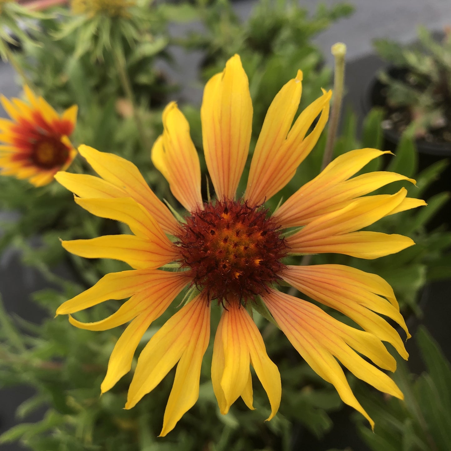 Gaillardia x grandiflora 'Amber Wheels' 1G (Blanket Flower)