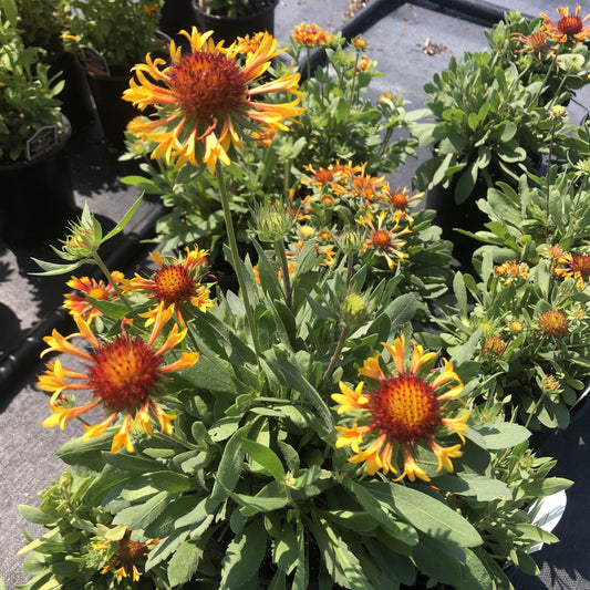 Gaillardia aristata 'Fire Wheels' 1G (Blanket Flower)