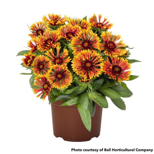 Gaillardia x grandiflora SpinTop Copper Sun 1G