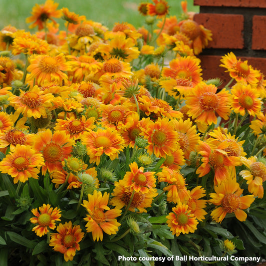 Gaillardia x Mesa Peach 1G