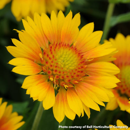 Gaillardia x Mesa Peach 1G