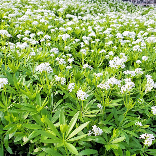 Galium odoratum 1G
