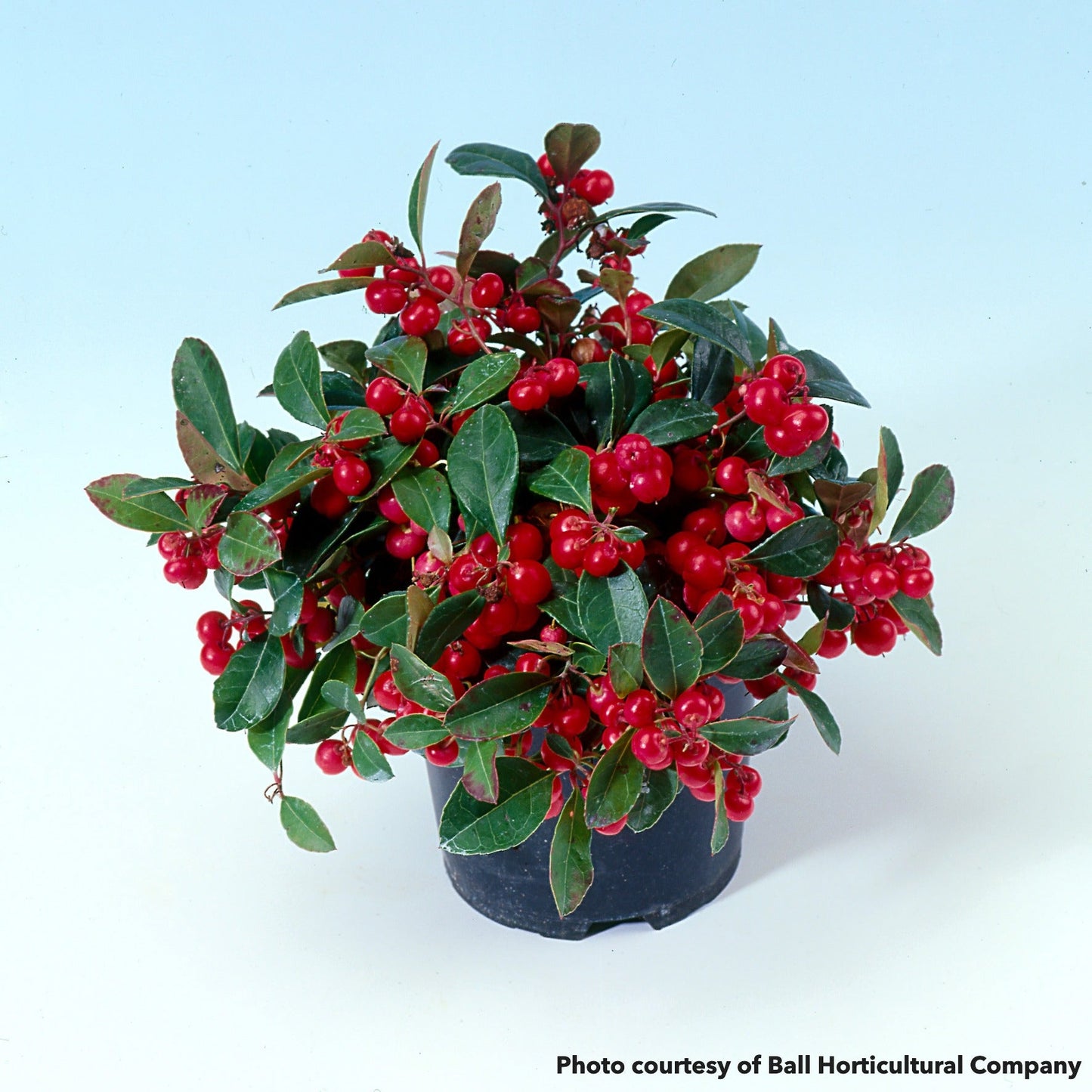 Gaultheria procumbens 1Q