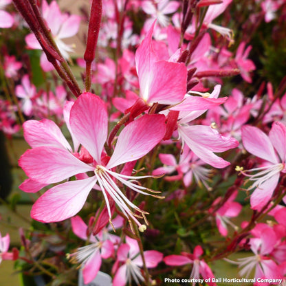 Gaura lindheimeri Little Janie 1Q