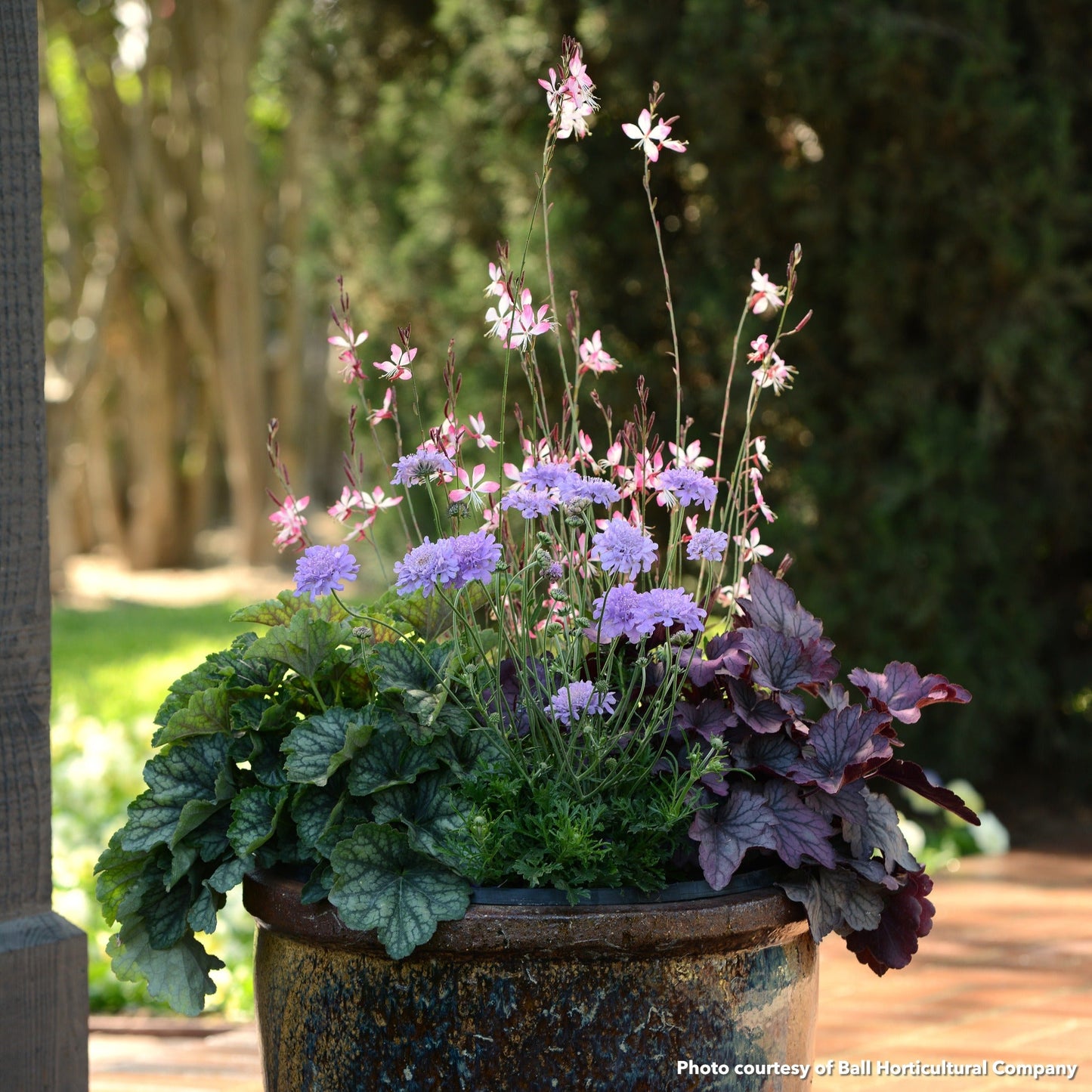 Gaura lindheimeri Little Janie 1Q