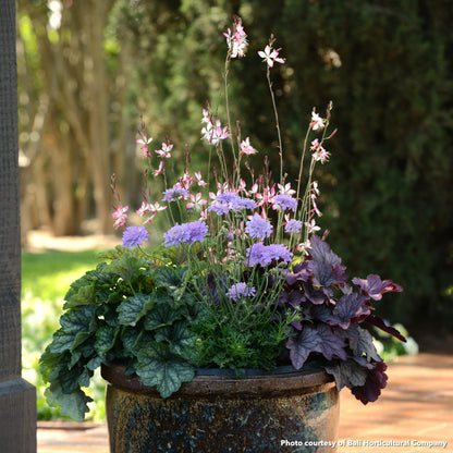 Gaura lindheimeri Little Janie 1Q