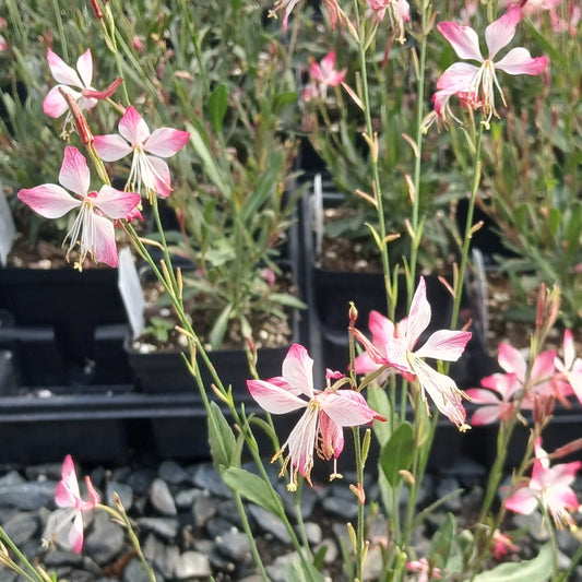 Gaura lindheimeri Little Janie 1Q