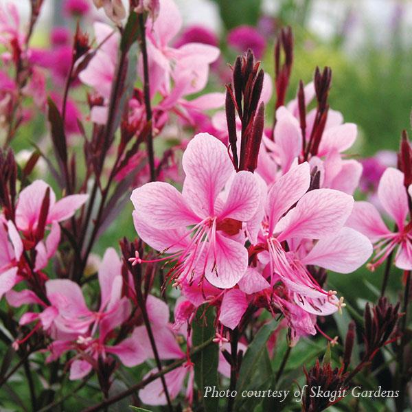 Gaura lindheimeri Passionate Blush 1G