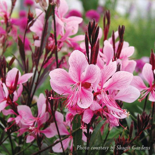 Gaura lindheimeri Passionate Blush 1G