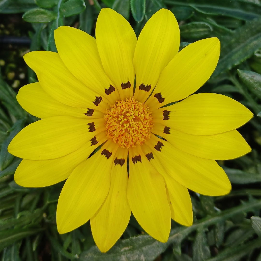 Gazania linearis Colorado Gold 1Q
