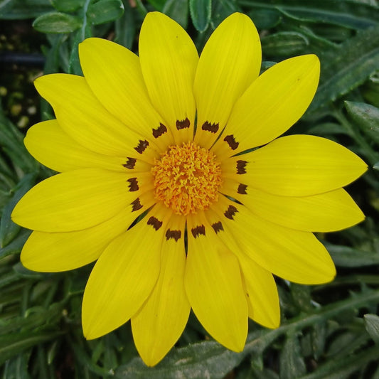Gazania linearis Colorado Gold 1Q