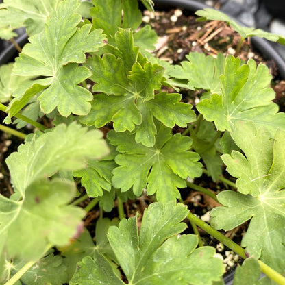 Geranium x cantabrigiense Biokovo 1G