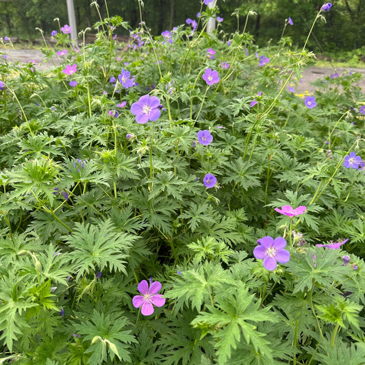 Geranium x Brookside 1G