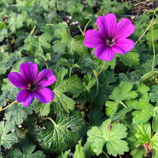 Geranium x Hexham Velvet 1G