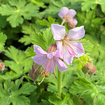 Geranium macrorrhizum Ingwersen's Variety 1G