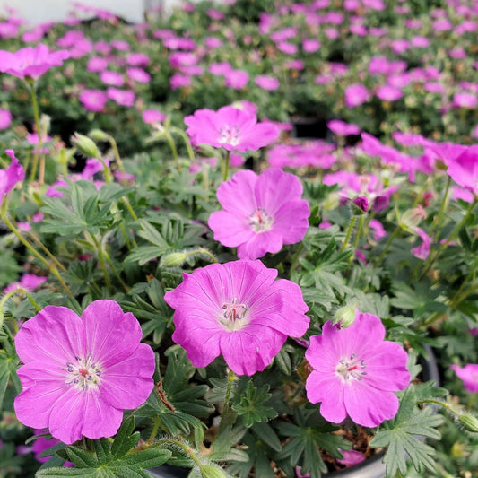 Geranium sanguineum Max Frei 1G