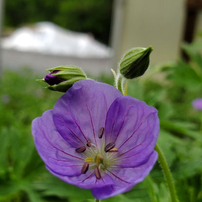 Geranium x 'Brookside' 1G (Cranesbill)