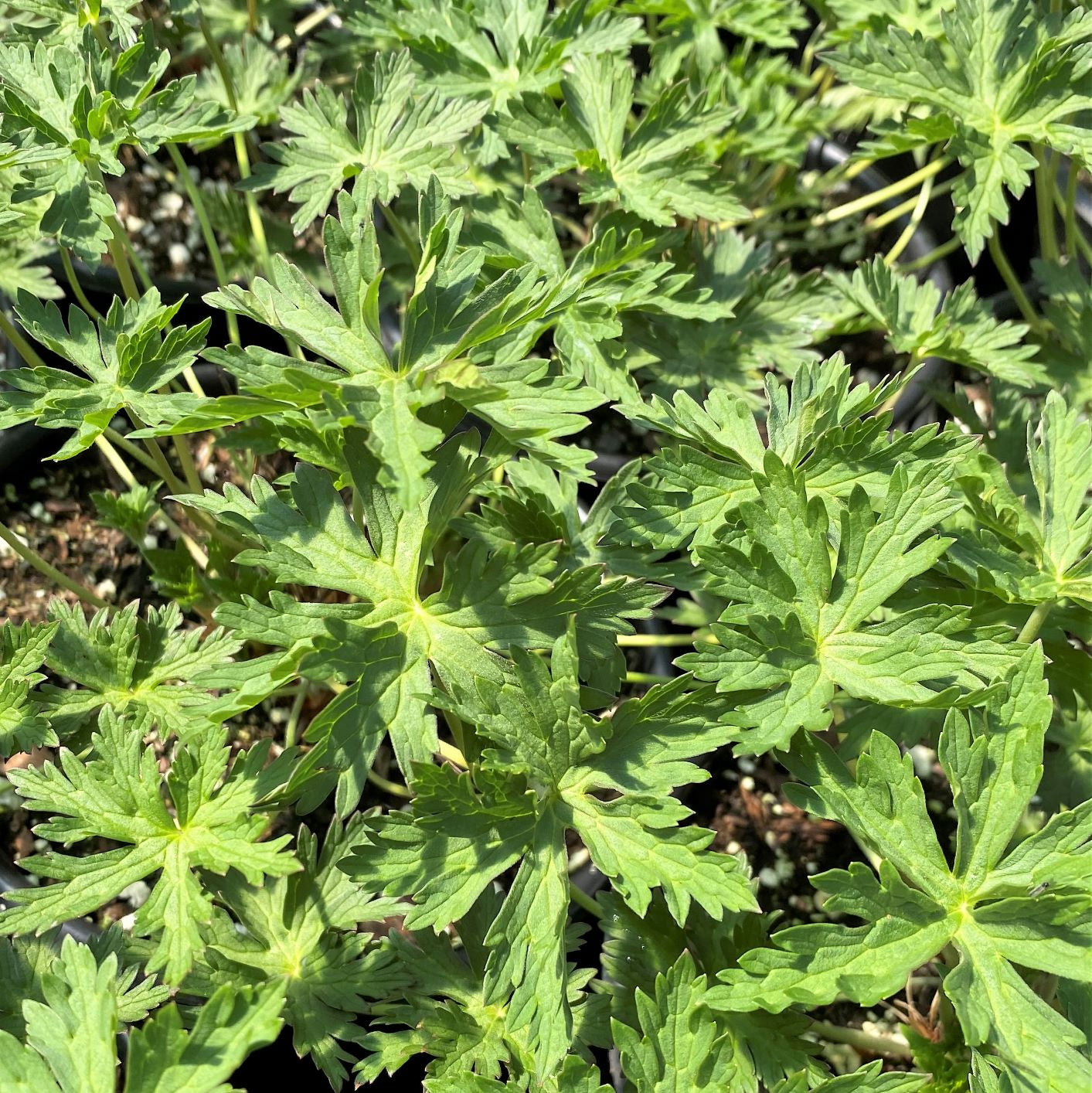 Geranium x 'Brookside' 1G (Cranesbill)