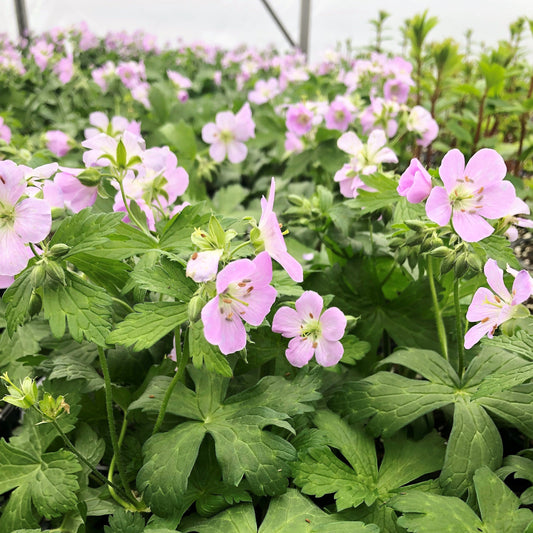 Geranium maculatum Beth Chatto 1G