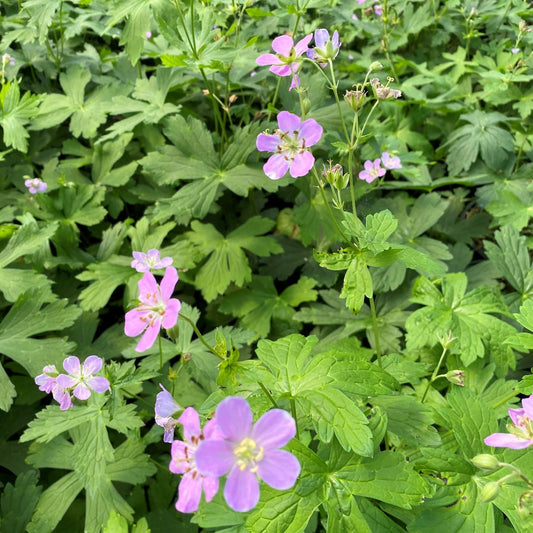Geranium maculatum 1Q