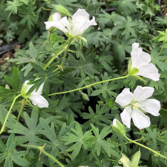 Geranium sanguineum Album 2.5"