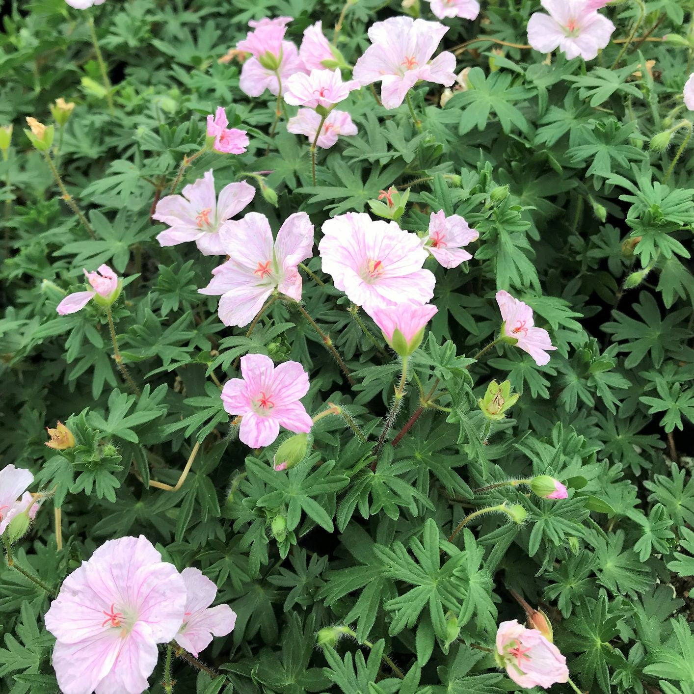 Geranium sanguineum var. striatum 2.5"