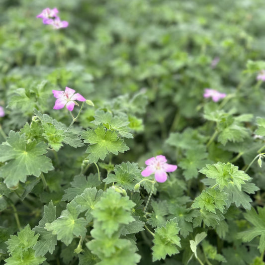 Geranium wlassovianum 1G